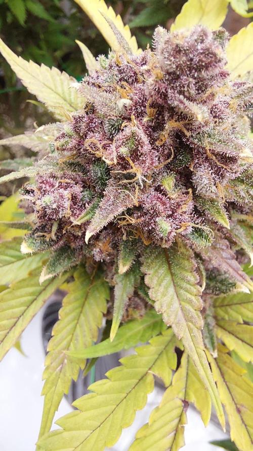 First grow - Tropicana Cookies FF. Week 20