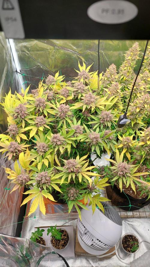 First grow - Tropicana Cookies FF. Week 20