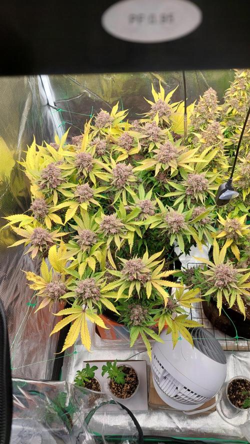 First grow - Tropicana Cookies FF. Week 20
