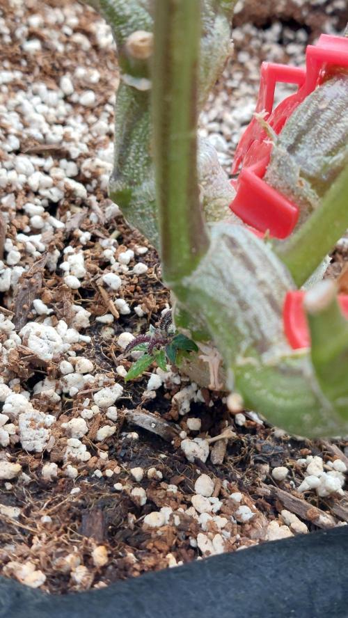 First grow - Tropicana Cookies FF. Week 20 - So cool growing from the bottom just noticed it lol.