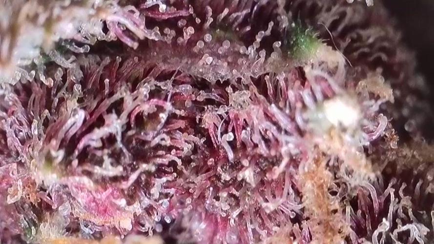 First grow - Tropicana Cookies FF. Week 20 - Her tricomes are so purple hard to tell when they are ready. 