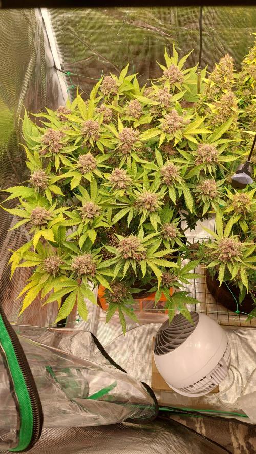 Tropicana Cookies FF. Week 20