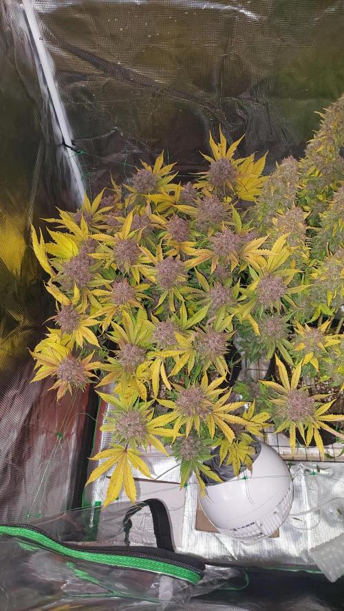 First grow - Tropicana Cookies FF. Week 21