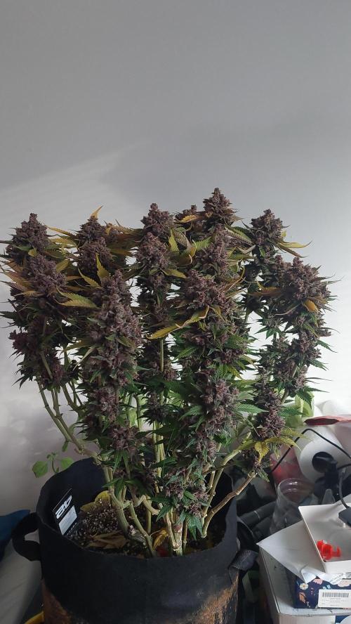 First grow - Tropicana Cookies FF. Week 21