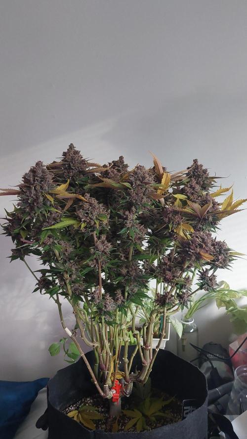 First grow - Tropicana Cookies FF. Week 21