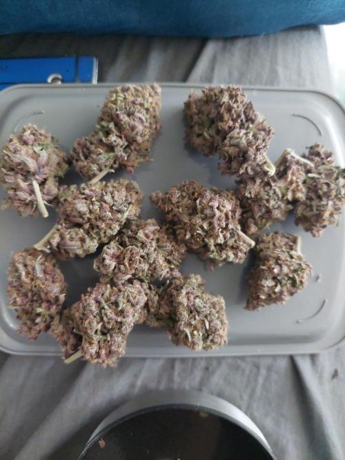 First grow - Tropicana Cookies FF. Week 23