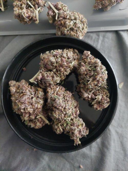 First grow - Tropicana Cookies FF. Week 23
