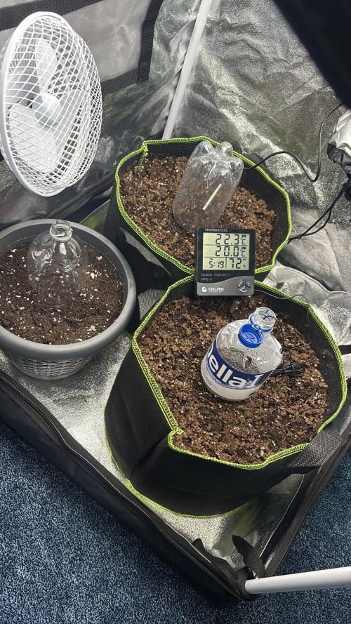 Rose Soda by AnesiaSeeds. Week 0 - Germinate in Final Pot!