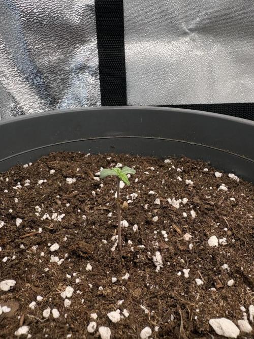 Rose Soda by AnesiaSeeds. Week 0