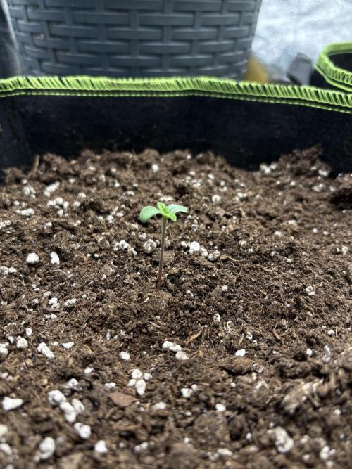 Rose Soda by AnesiaSeeds. Week 0