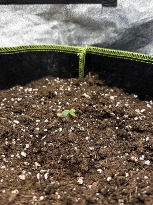 Rose Soda by AnesiaSeeds. Week 0