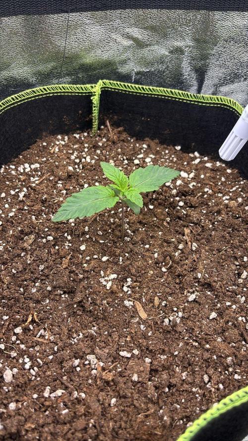 Rose Soda by AnesiaSeeds. Week 1 - Patrick Star 🌟