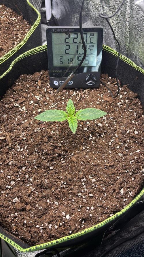 Rose Soda by AnesiaSeeds. Week 1 - Soda-Rosi die Bekiffte💨