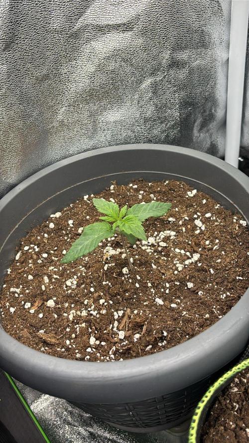 Rose Soda by AnesiaSeeds. Week 1 - Mary Juana😉
