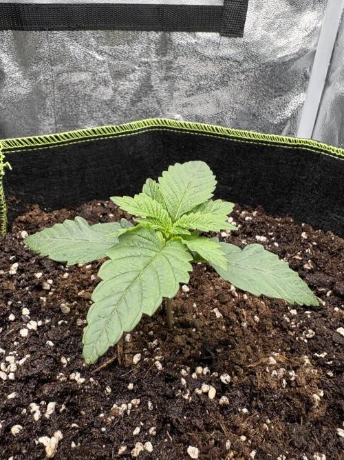 Rose Soda by AnesiaSeeds. Week 2 - Patrick Star, wächst prächtig und fühlt sich super wohl in der Umgebung!