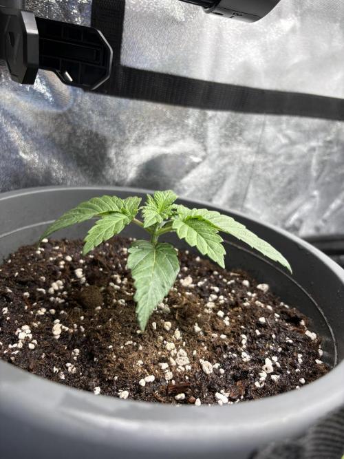 Rose Soda by AnesiaSeeds. Week 2 - Mary Juana, im alten Topf bis jetzt die stärkste gewesen!