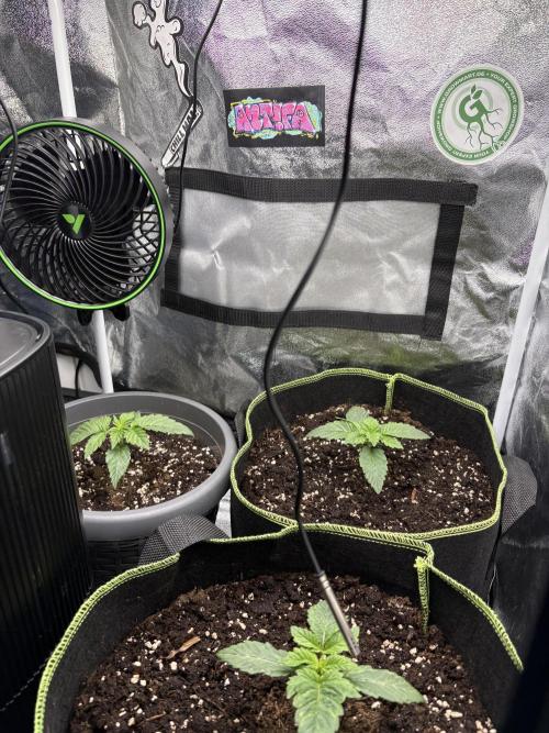 Rose Soda by AnesiaSeeds. Week 2 - Look at This😍