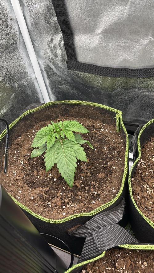 Rose Soda by AnesiaSeeds. Week 2 - Nach dem umtopfen, lässt die Blätter noch ziemlich hängen