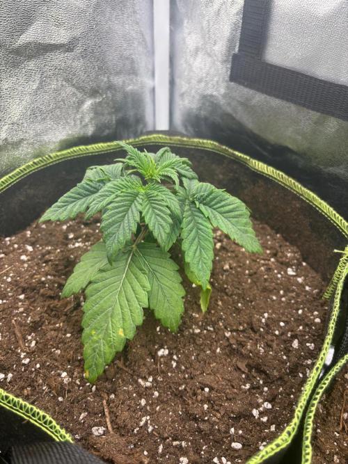 Rose Soda by AnesiaSeeds. Week 3 - Umgetopfte traurige Pflanze