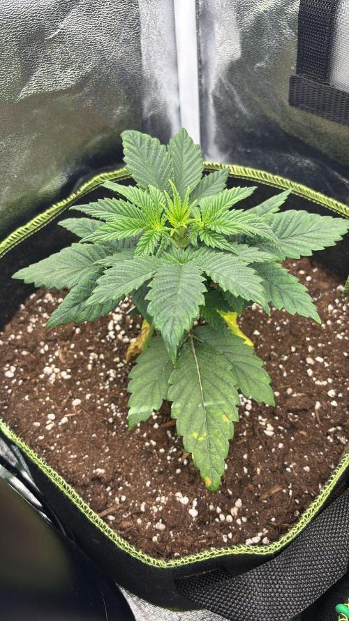 Rose Soda by AnesiaSeeds. Week 3 - Nach ein paar Tagen Erholung