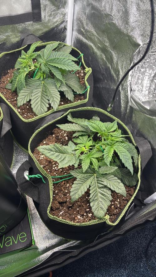 Rose Soda by AnesiaSeeds. Week 3 - Low Stress Training