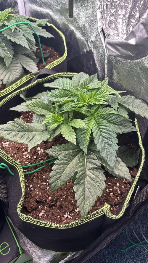 Rose Soda by AnesiaSeeds. Week 3 - Low Low