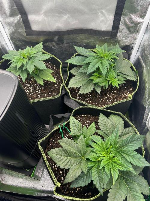 Rose Soda by AnesiaSeeds. Week 3 - Schönes Gesamtbild, machen sich gut!