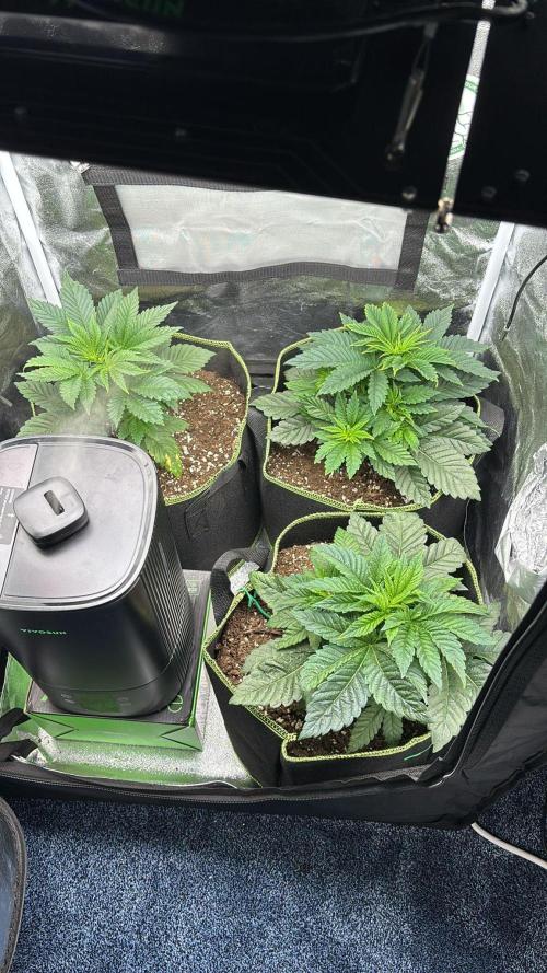 Rose Soda by AnesiaSeeds. Week 4
