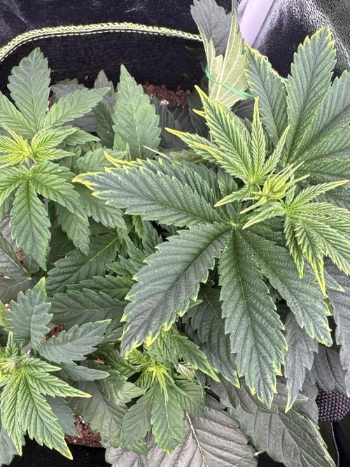 Rose Soda by AnesiaSeeds. Week 4