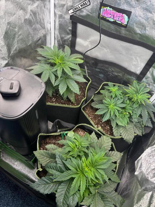 Rose Soda by AnesiaSeeds. Week 4