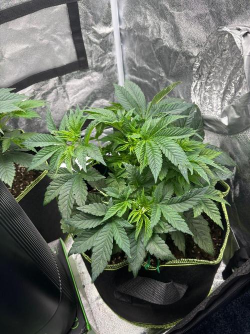 Rose Soda by AnesiaSeeds. Week 4