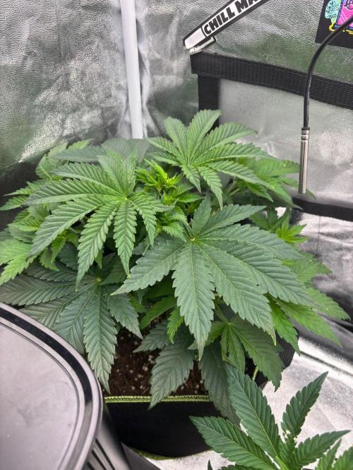 Lite 0.6m² Grow Tent. Week 4