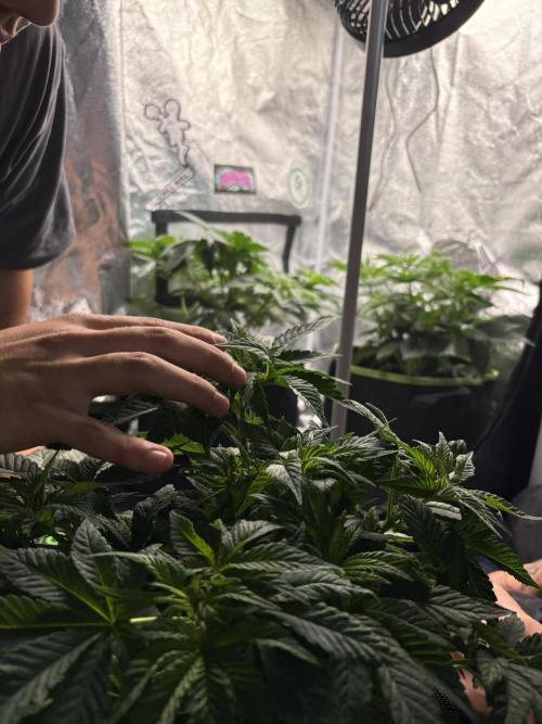Rose Soda by AnesiaSeeds. Week 5