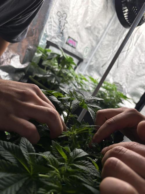 Rose Soda by AnesiaSeeds. Week 5