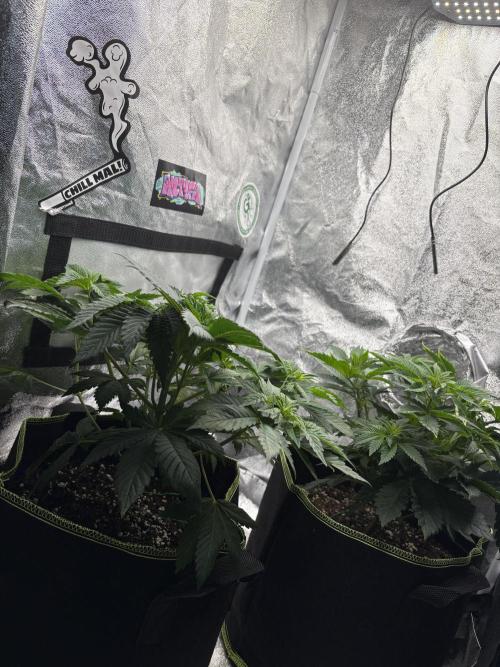 Rose Soda by AnesiaSeeds. Week 5