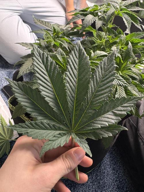 Rose Soda by AnesiaSeeds. Week 5