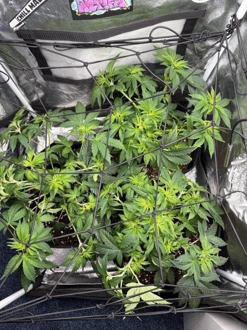 Rose Soda by AnesiaSeeds. Week 5