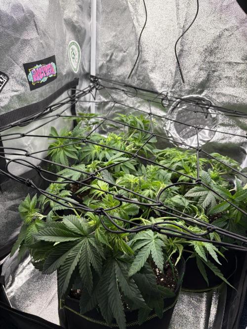 Rose Soda by AnesiaSeeds. Week 5