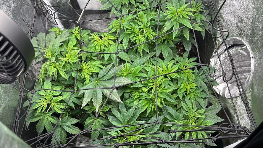 Lite 0.6m² Grow Tent. Week 5