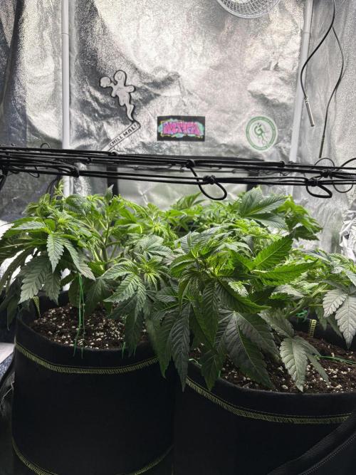 Rose Soda by AnesiaSeeds. Week 6