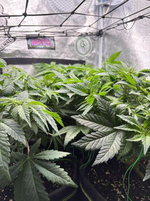 Rose Soda by AnesiaSeeds. Week 6