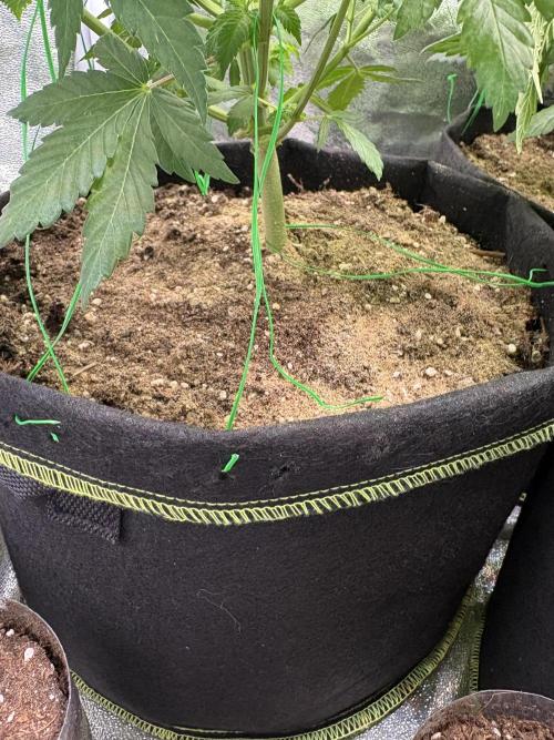 Rose Soda by AnesiaSeeds. Week 6