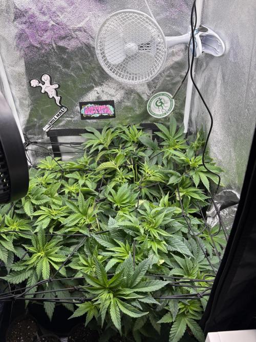 Rose Soda by AnesiaSeeds. Week 6