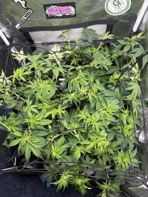 Rose Soda by AnesiaSeeds. Week 6