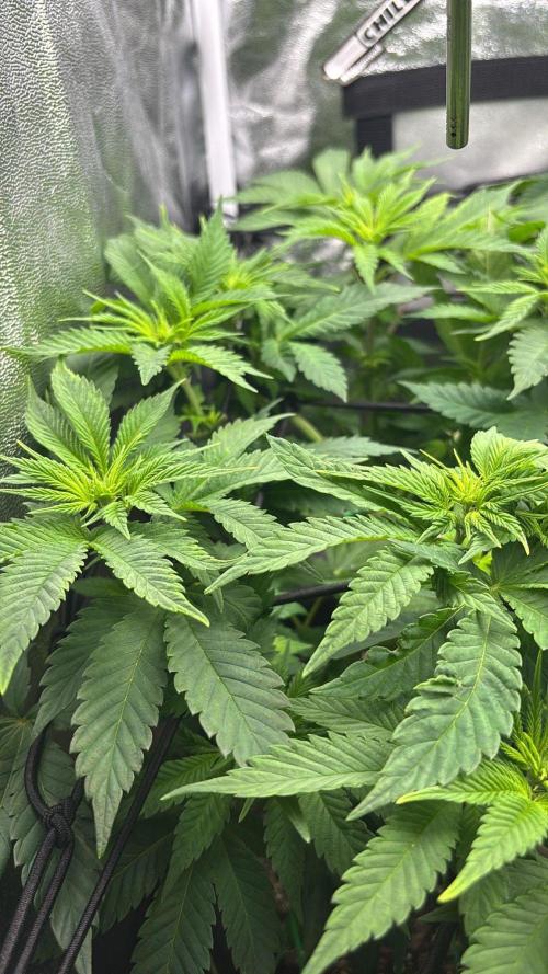 Rose Soda by AnesiaSeeds. Week 6
