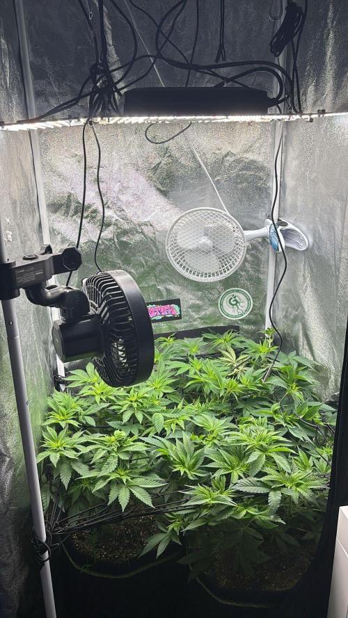 Rose Soda by AnesiaSeeds. Week 6