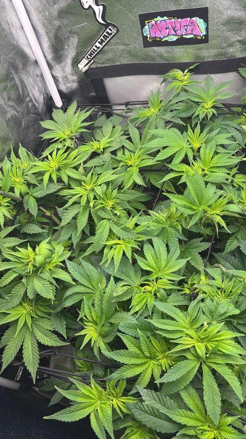 Rose Soda by AnesiaSeeds. Week 6