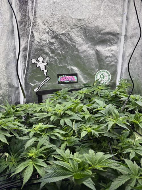 Rose Soda by AnesiaSeeds. Week 7