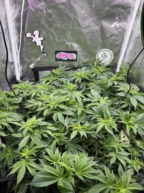 Rose Soda by AnesiaSeeds. Week 7