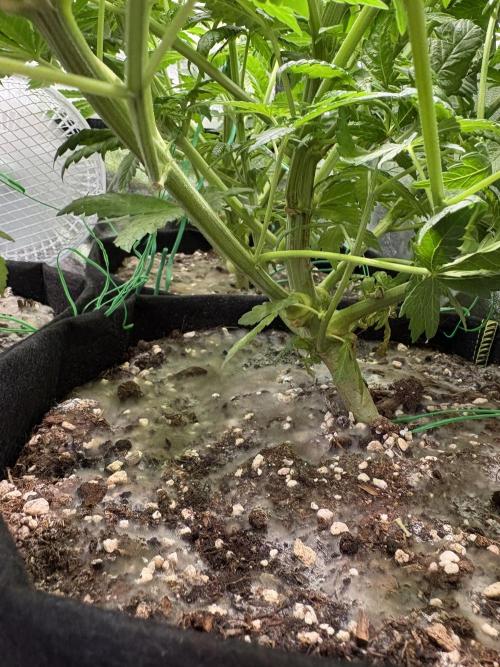 Rose Soda by AnesiaSeeds. Week 7